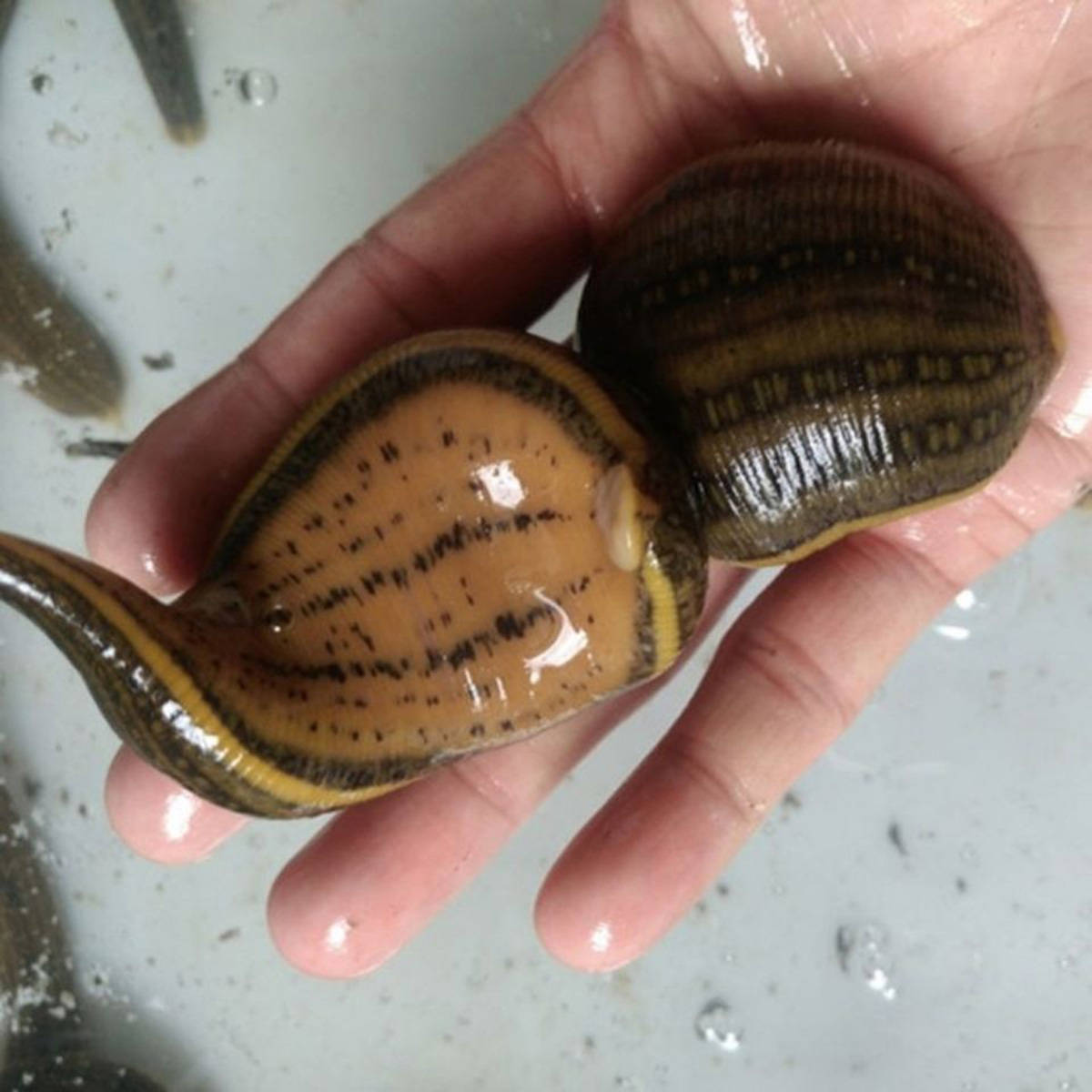 如果人不小心将水蛭吞进肚子里,水蛭在肚子里能活吗_治疗_疾病_血液