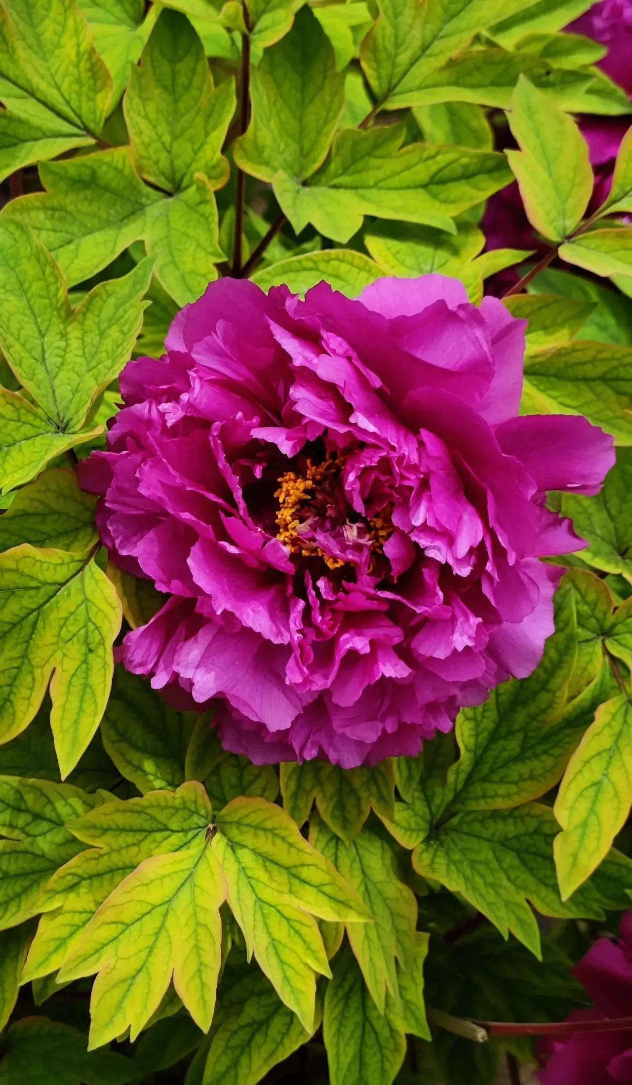 是长安,洛阳,菏泽……_历史_国花_武则天