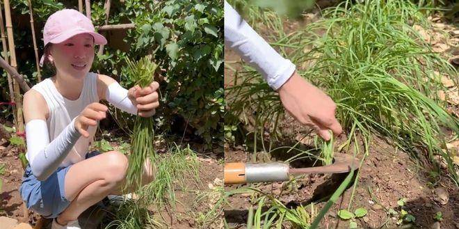 董洁和王艳下地干农活,一个割韭菜接地气,一个全副武装像作秀_马尾