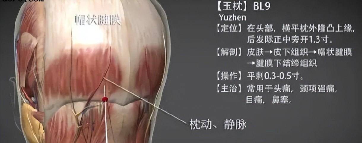 最完整的经络笔记“足太阳膀胱经”_治疗_主治_故名