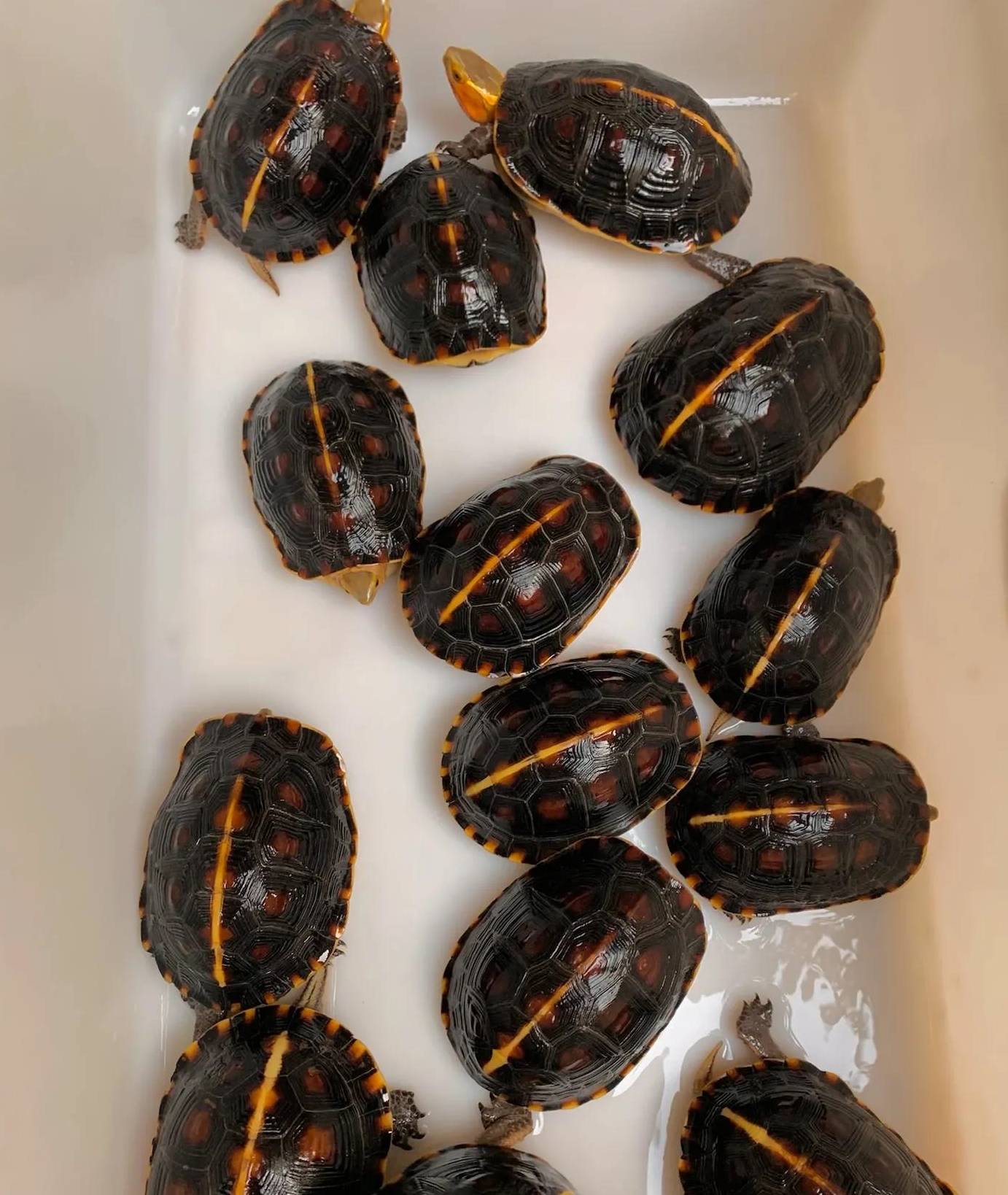 宠物黄缘闭壳龟新手养殖最简单的方法