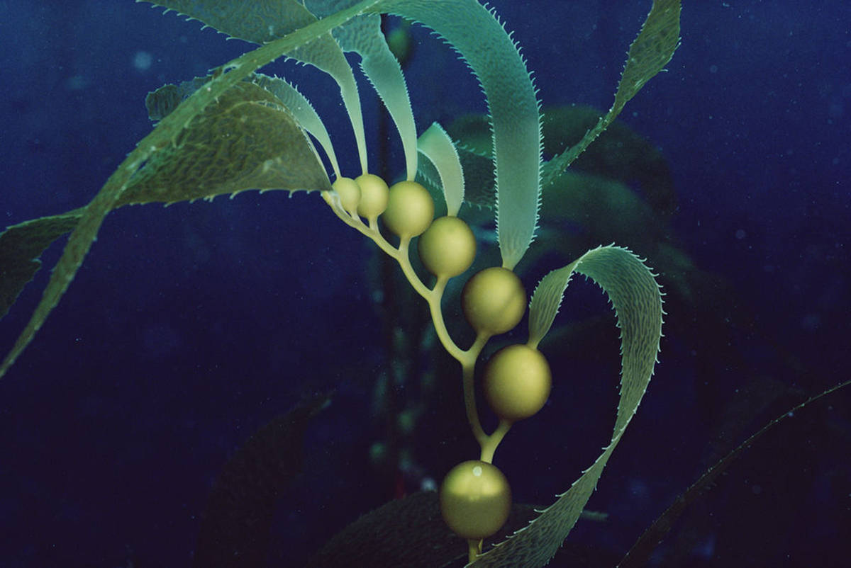 450万平方千米的马尾藻海,有多恐怖?