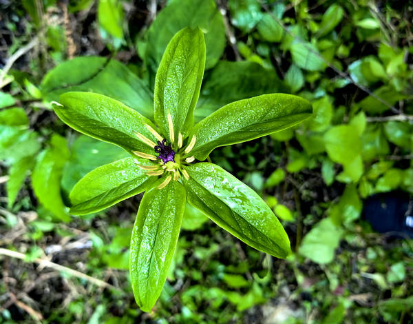 国家二级珍稀濒危保护植物七叶一枝花正在开花在茶农徐霞的指引下