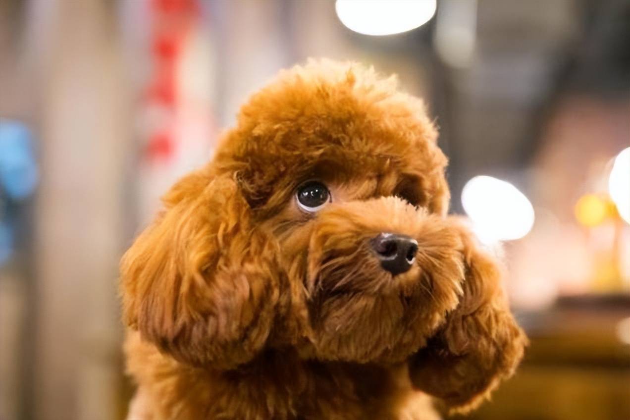 贵宾犬智商排名第二,以前养贵宾犬的人很多,为何如今养的人少了_问题