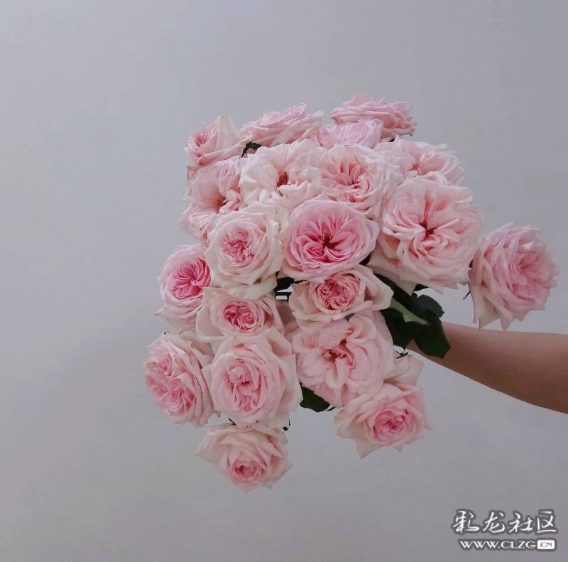 粉荔枝|闻过神仙姐姐闻过的