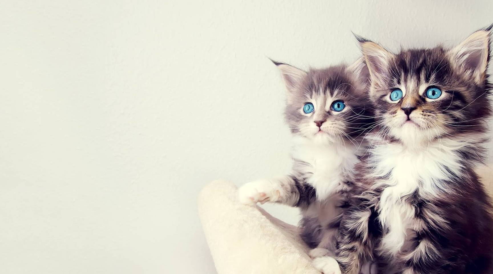猫每个月都要做体内外驱虫吗