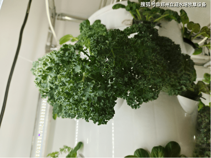 在室内如何种植水培蔬菜？一些值得用的水培设备！(室内水培蔬菜教程)