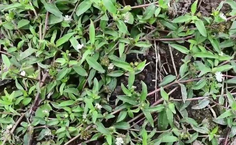 种植物,俗称"乌发草",能将白发变黑,解决生活困扰_老人_墨旱莲_是一种