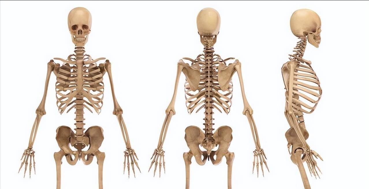 人体共有206块骨头,我们人却普遍只有204块,少的两块去哪儿了?