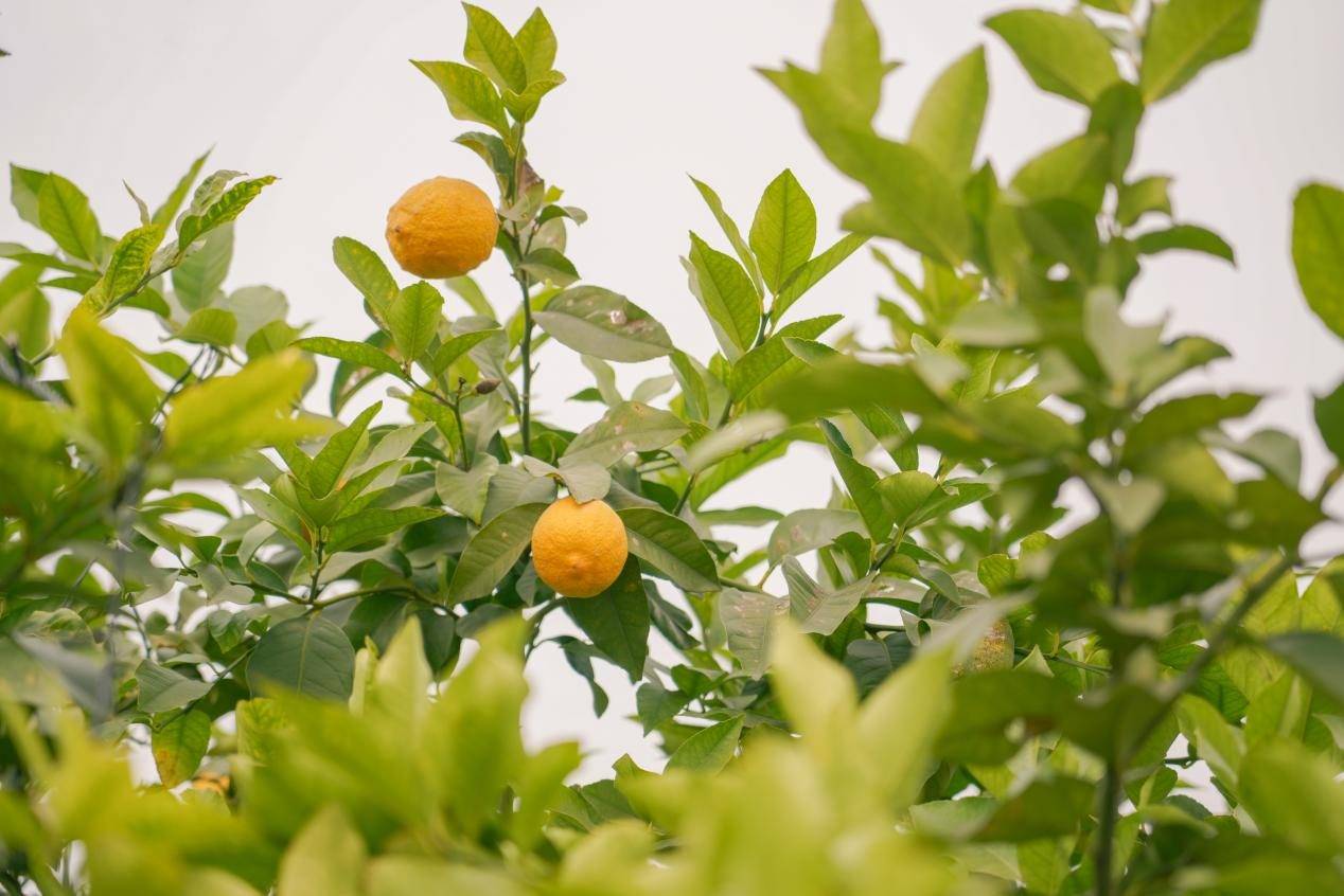 铁皮石斛花（铁皮石斛花可以和枸杞一起泡茶吗） 第1张