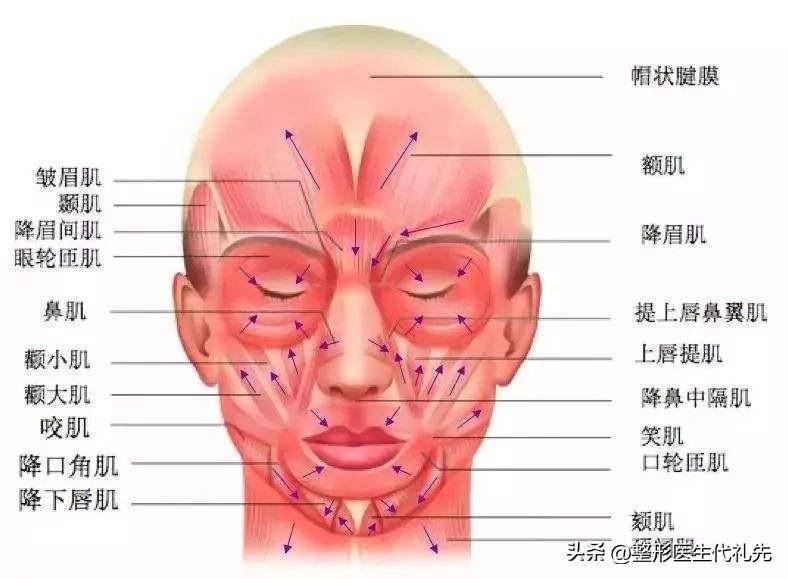 皱眉肌和降眉肌图片图片