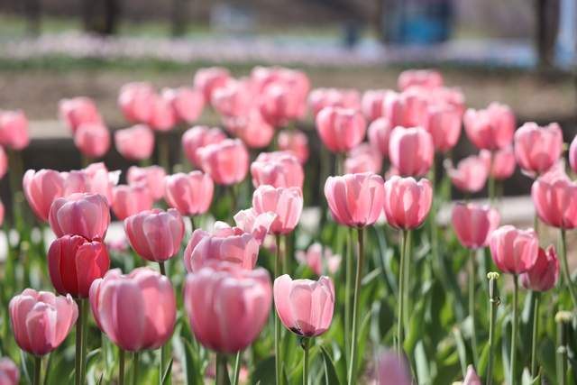 兵团第六师五家渠市第十八届郁金香文化旅游节4月28日盛大开幕_活动