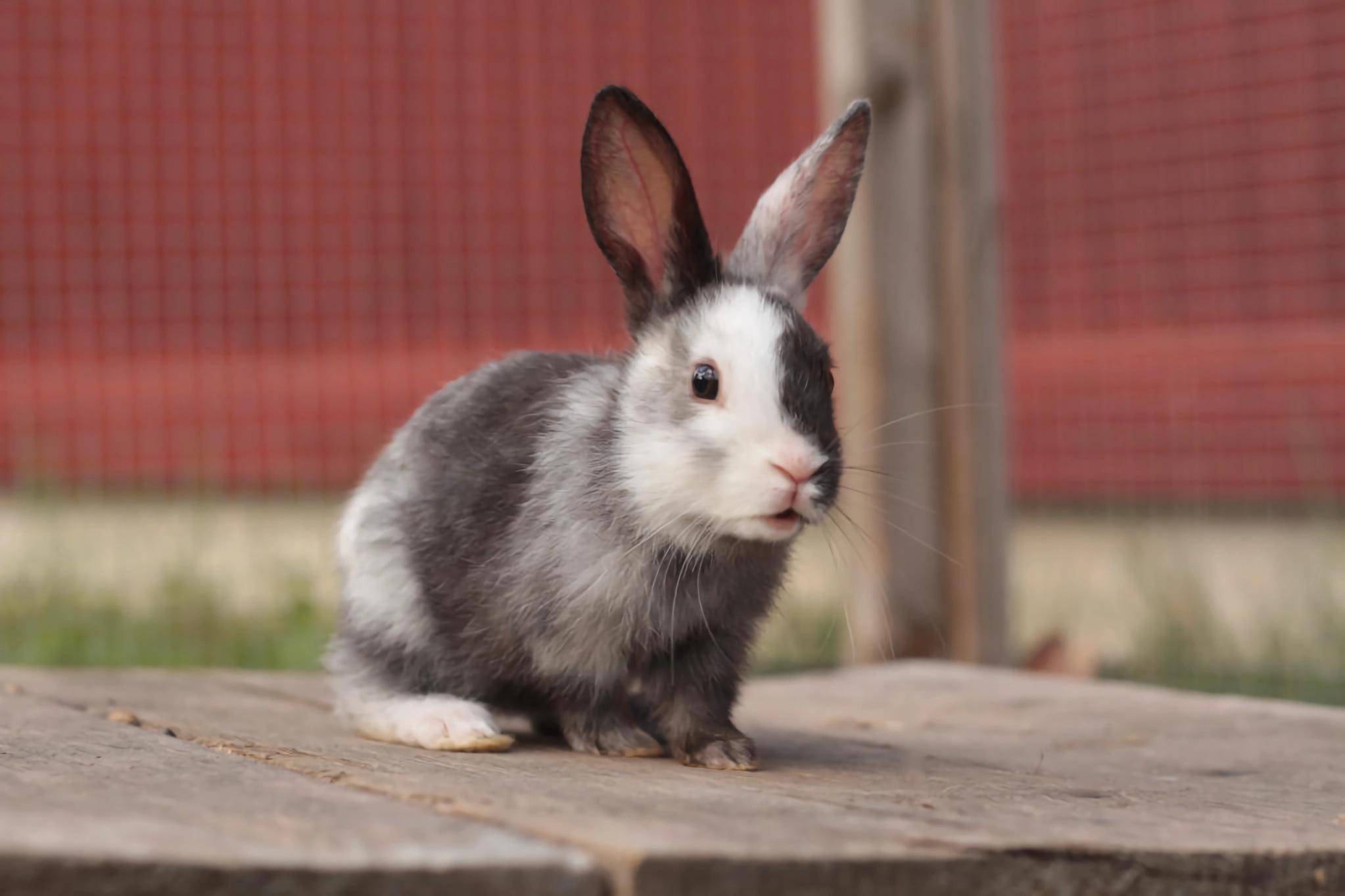 探秘:宠物世界之兔子,那些受欢迎的30种兔子,你喜欢哪几种呢?