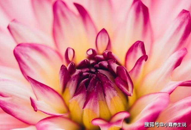 2023年好运到,贵人来,桃花不断的4个生肖!_工作_朋友_财运