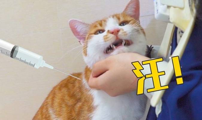 胆小猫咪打针有多搞笑?分分钟吓出表情包_世界_日子_什么