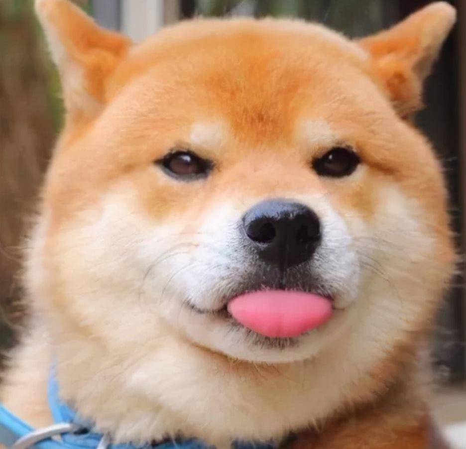 原创
            柴犬老是咬东西怎么办？是什么原因呢？一起来看一下插图2