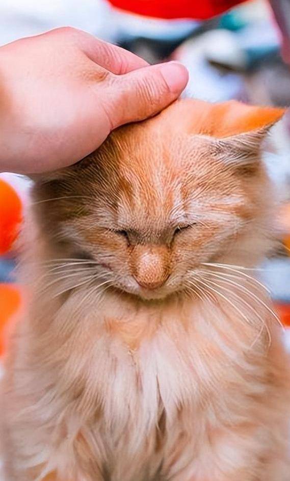 "摸头杀"在猫咪看来,具备这几种含义_行为_脑袋_检查