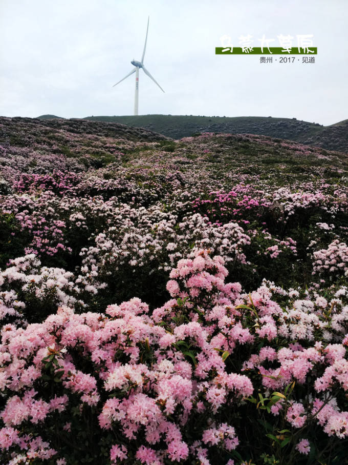 乌蒙大草原杜鹃图片