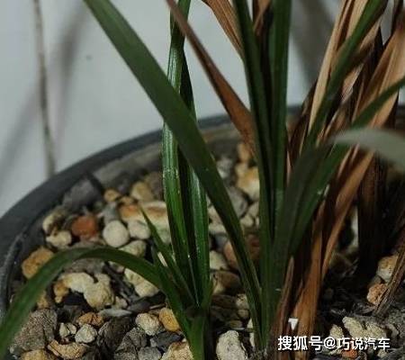 原创            盆栽花卉黄叶，按图索骥治疗（盆载花黄叶怎么办?）