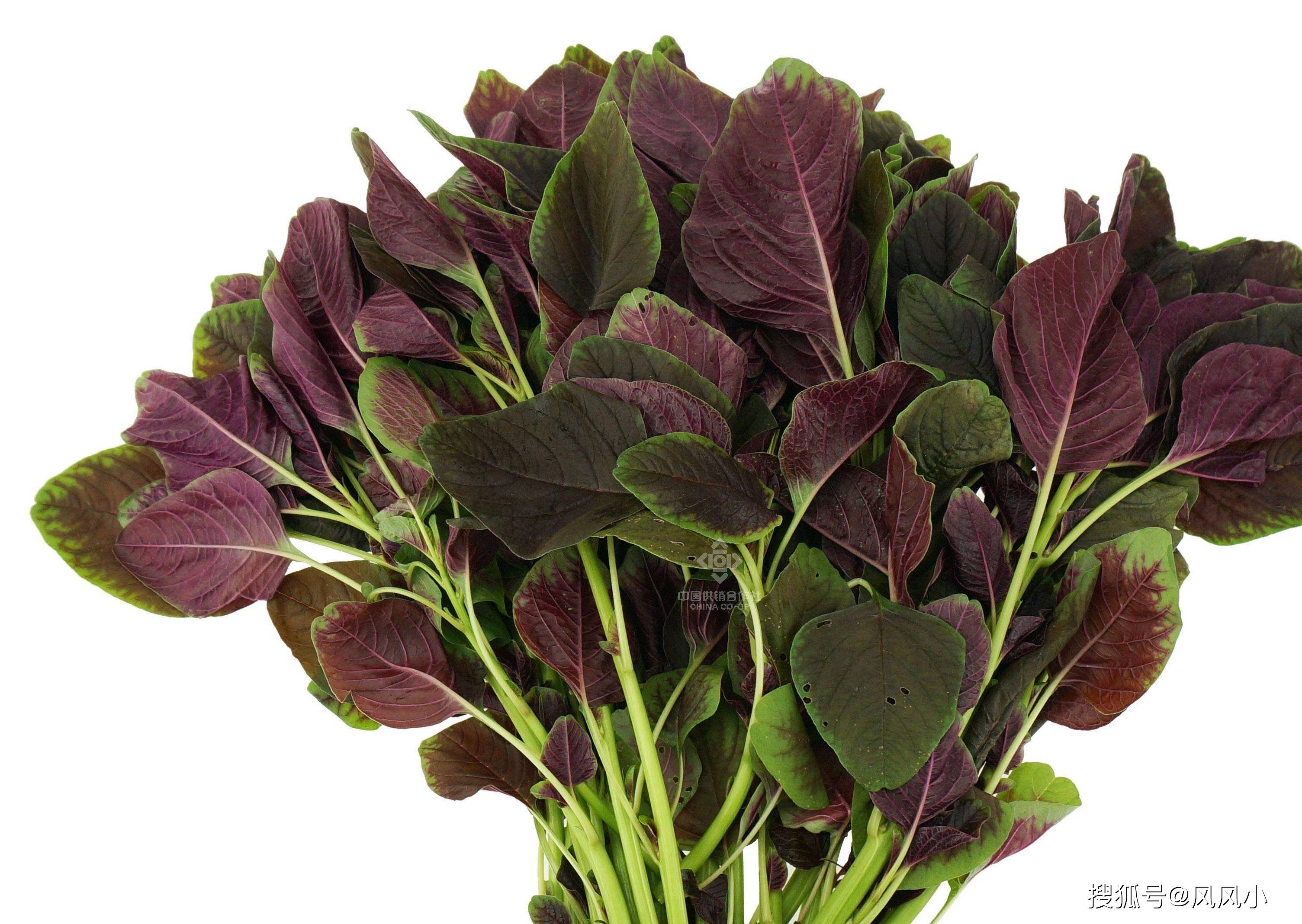 春天要多吃这菜,铁和钙含量极高,孩子早餐就吃它_苋菜_觅菜_盛出