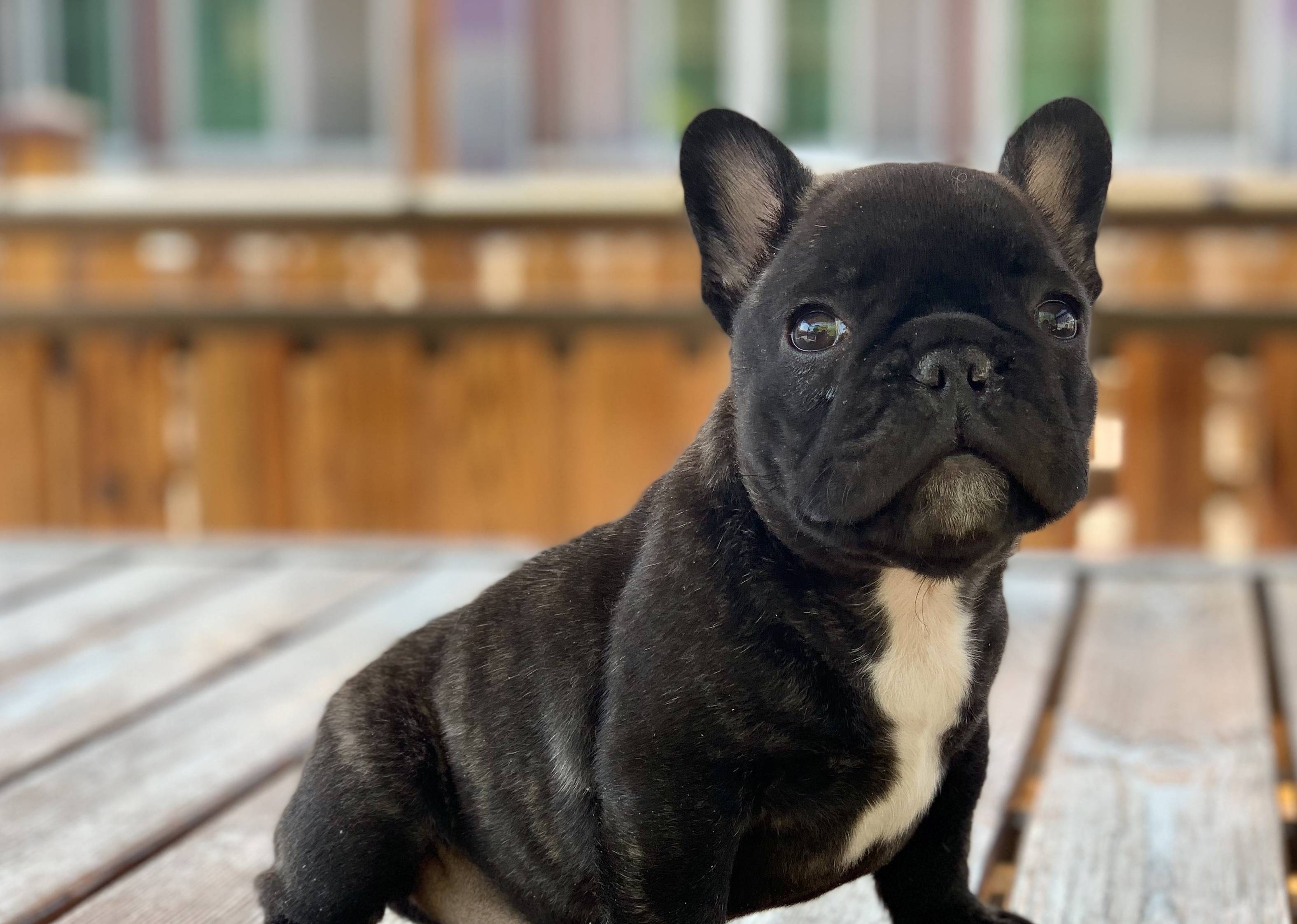 法斗犬是人工培育出来的狗狗,体质相对来说,是比较差