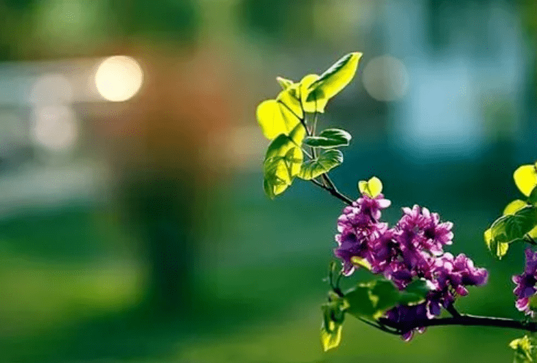 苜蓿花（苜蓿草蜜和花蜜的区别在哪） 第21张