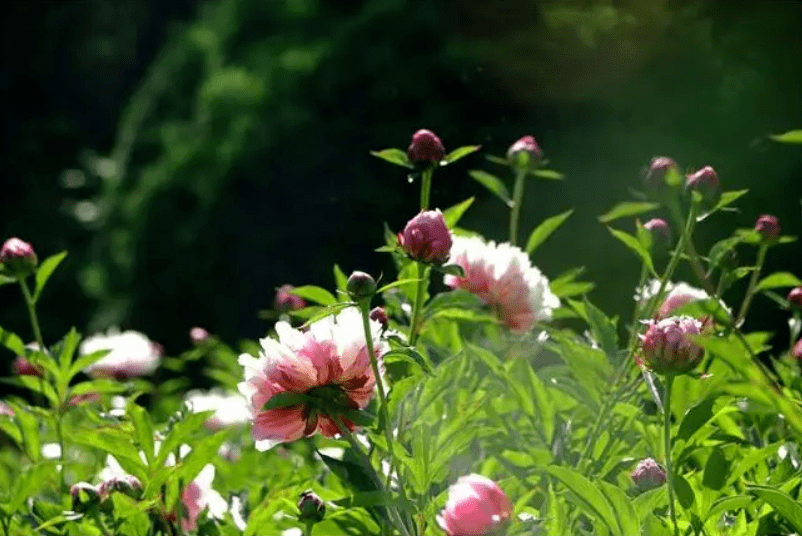 苜蓿花（苜蓿草蜜和花蜜的区别在哪） 第11张