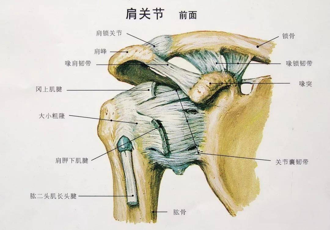 肩部构造图图片