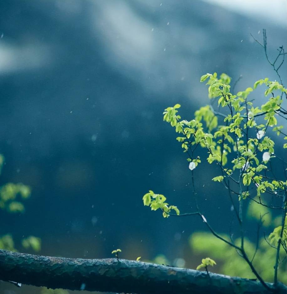 苜蓿花（苜蓿草蜜和花蜜的区别在哪） 第9张