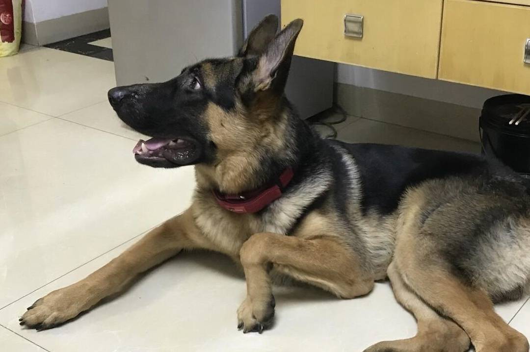 德牧运动量大,消耗多,所以食量也比普通狗狗要大,它们好像永远都吃不