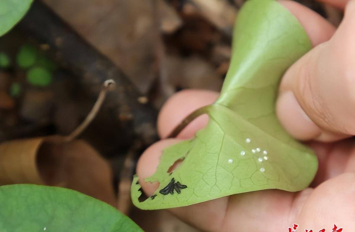 寻找"虫洞"发现52只"小虎"幼虫,中华虎凤蝶"安居"武汉_吕典_蝴蝶_叶片