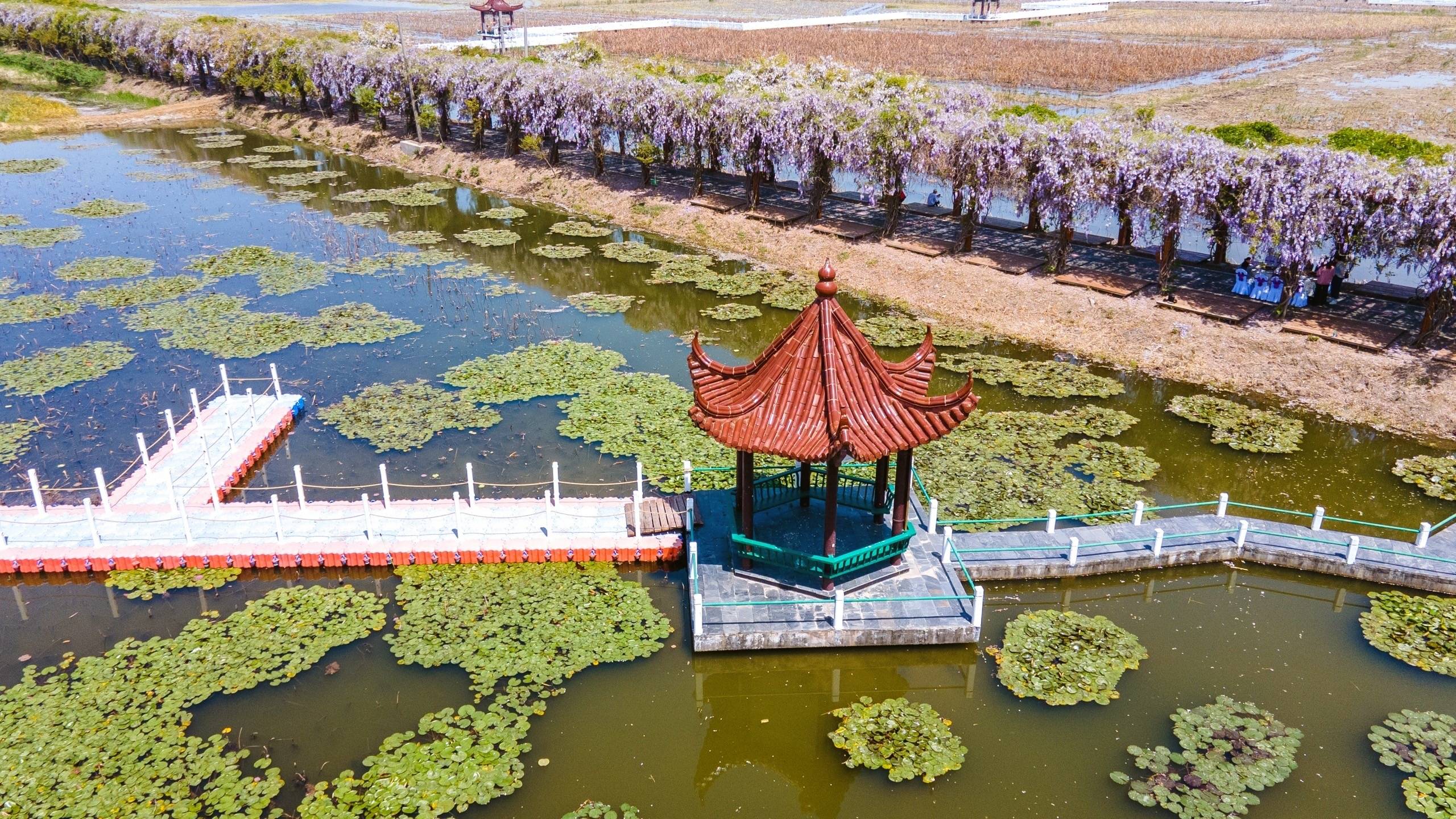 不要错过金湖荷花荡,可以体验钓龙虾,吃龙虾宴_长廊_景区_旅游