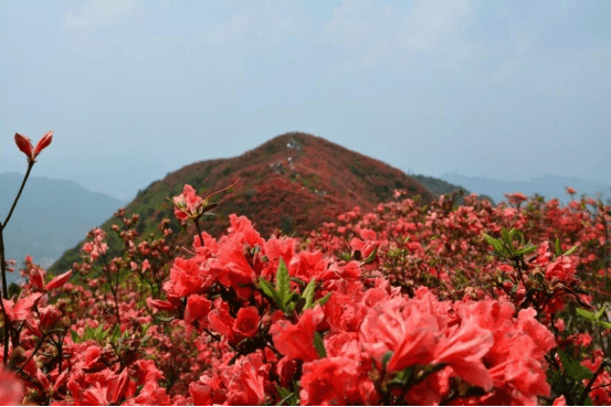 杜鹃花（杜鹃花日语） 第1张