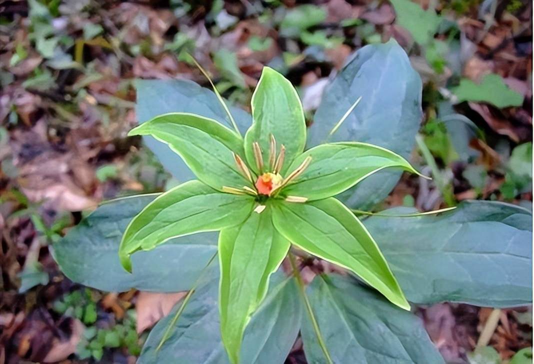 重楼_野草_农村