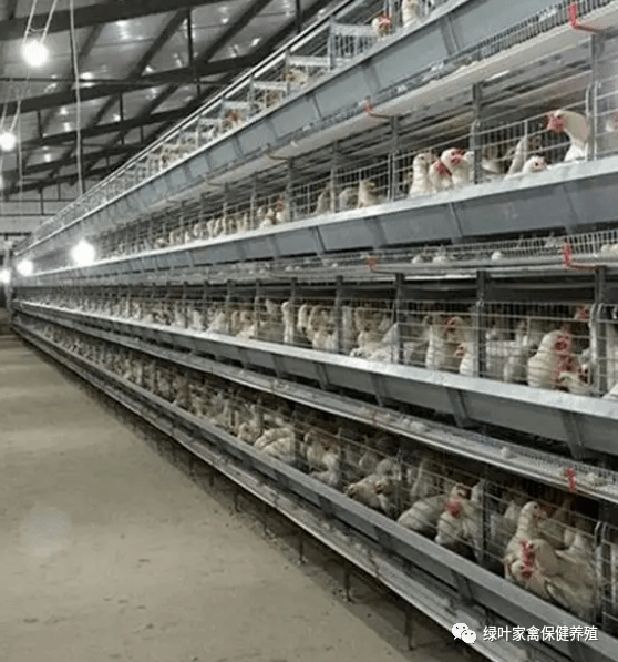 笼养肉鸡--饲养密度是关键_鸡舍_侵权_温度