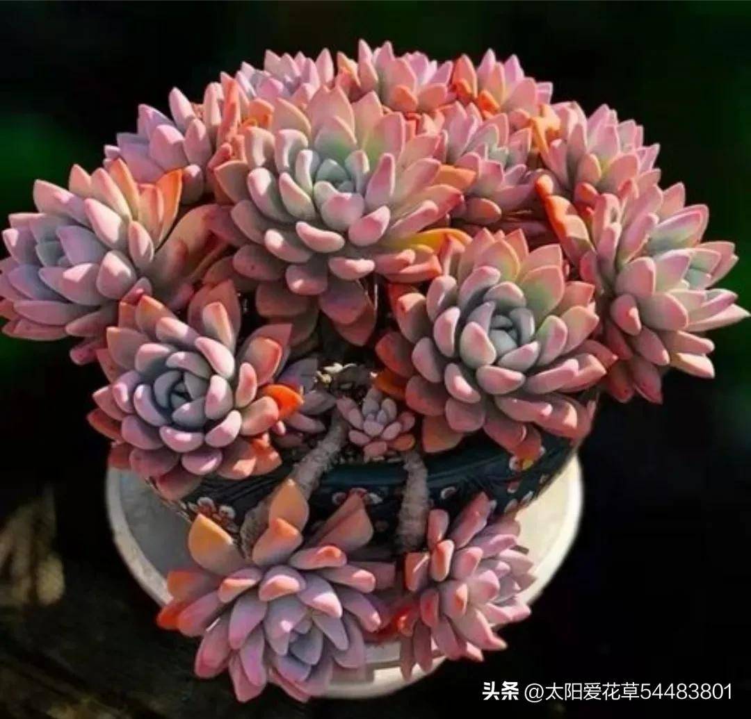 春天的奥普琳娜,比冬天更肥美,漂亮的如荷花一样仙气飘飘_状态_土壤