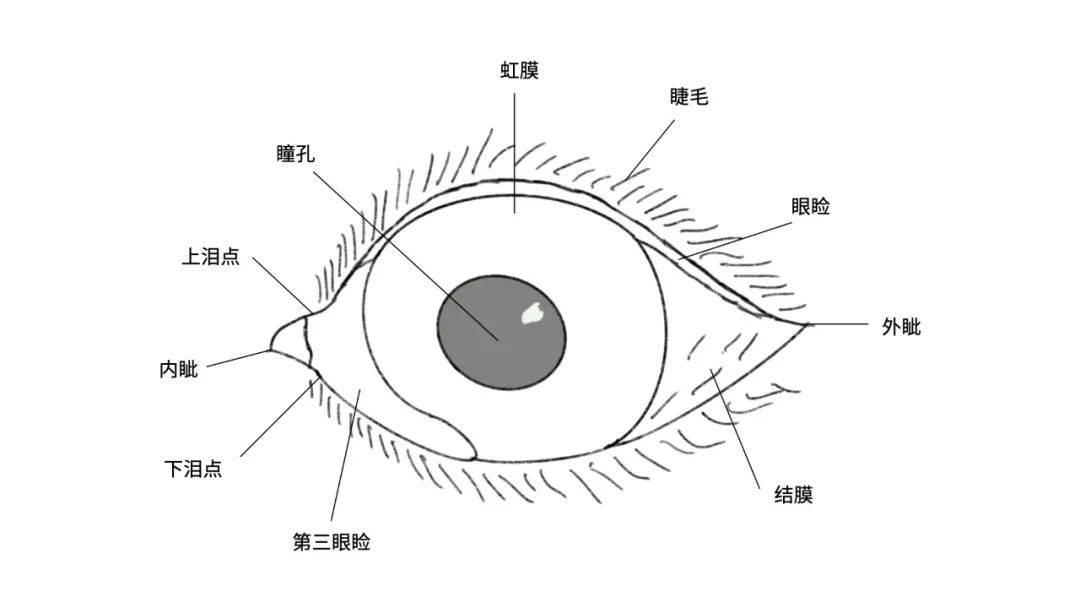 眼球结构图简易图片