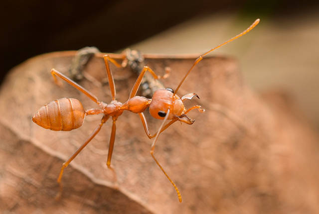 其次,红火蚁的巢在地面上,而黄猄蚁的巢则在树梢上.