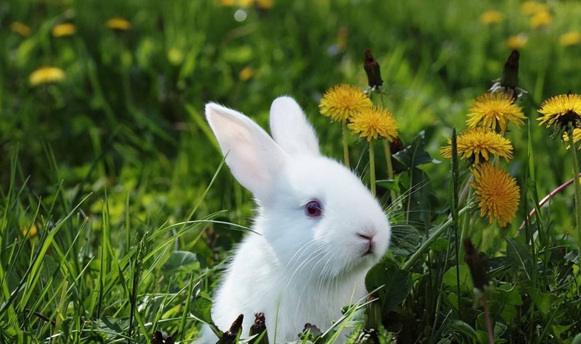 养兔小知识：兔子一买回来就喂球虫药吗