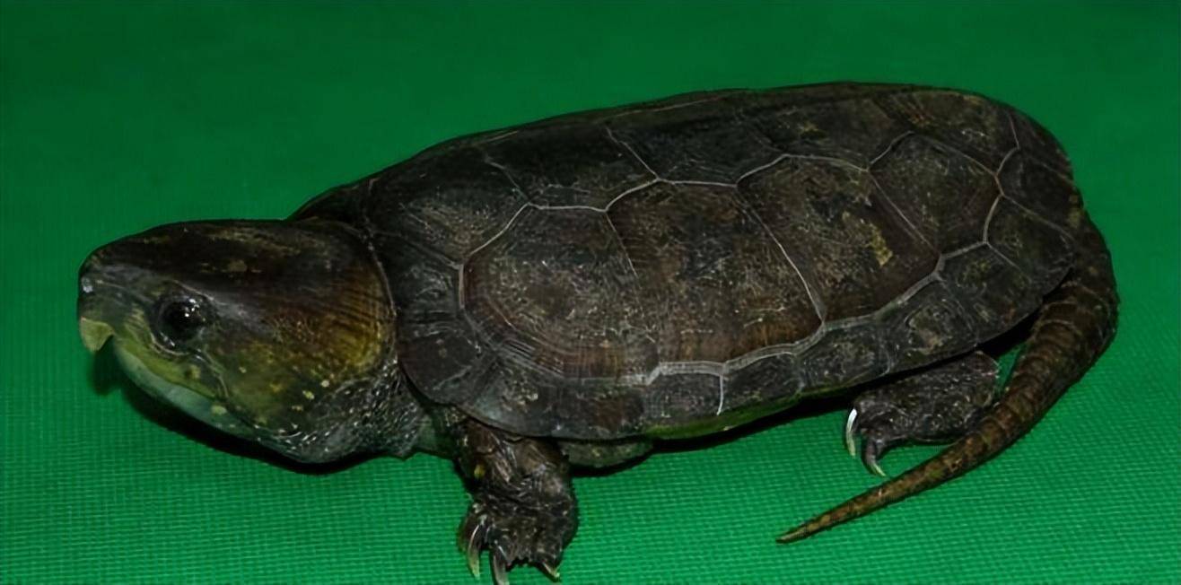 广西民警查获68只鹰嘴龟,作为国家二级保护动物,为啥有人能养?