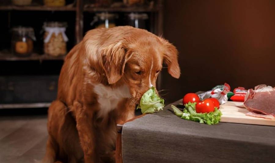 狗狗能吃的蔬菜，样样都是狗狗的“最爱”