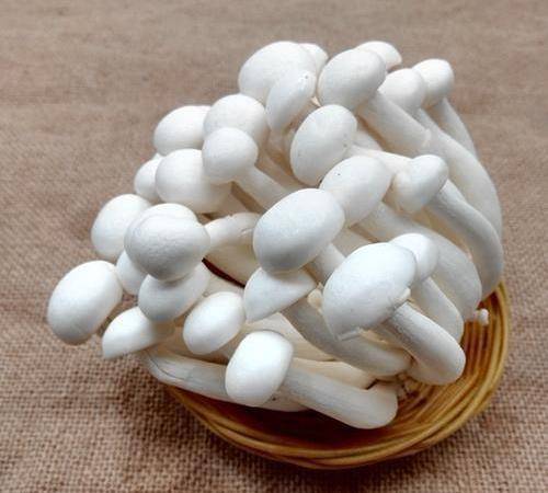 《白玉菇》的百度百科显示"白玉菇具有一定的滋补功效,含蛋白质较