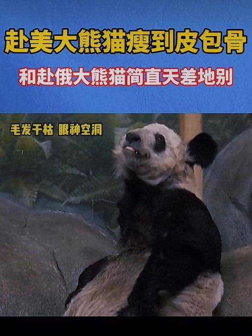 “丫丫”回国后首次露面 终于顺利回归 平安落地-丫丫什么时候回国