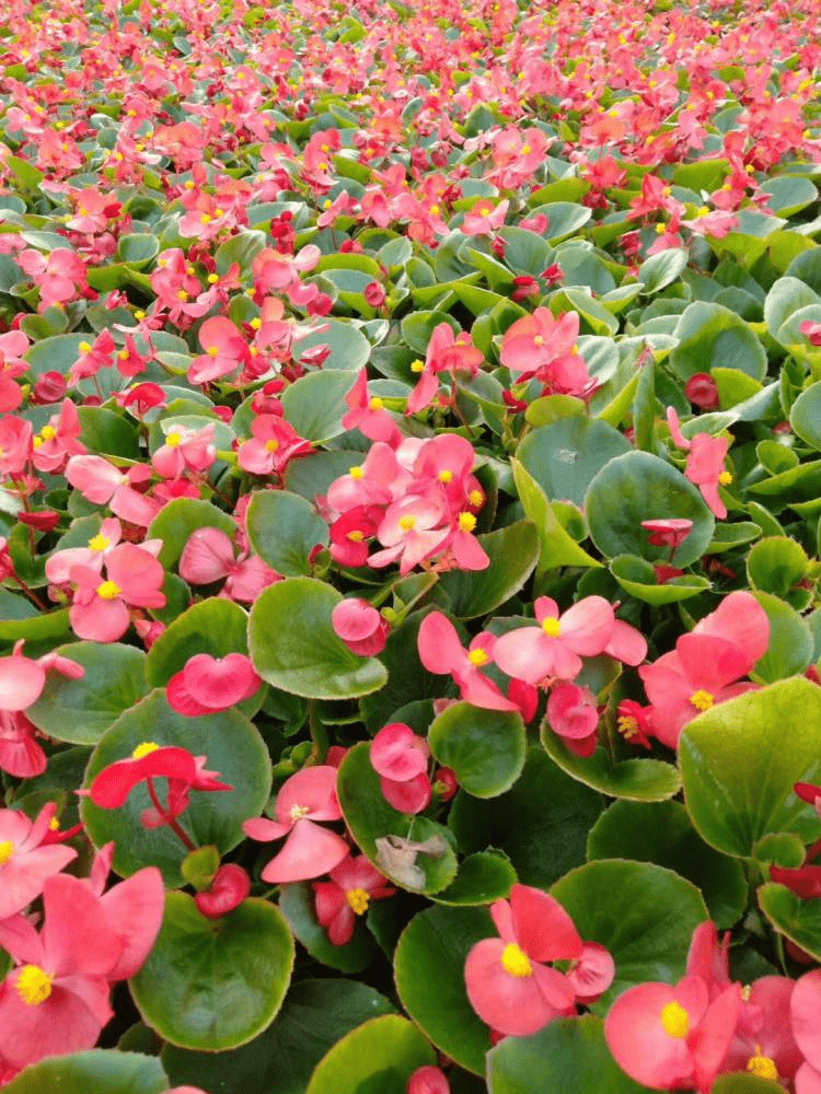 达州市达川区:刻画入微造美景 万紫千红迎"五一"_花卉_节日_组合