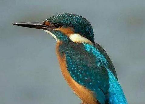 心理测试:你最喜欢哪只招财鸟,测测你最近有什么好运临头_工作_因为