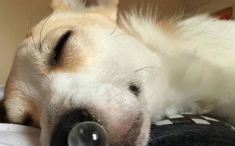 3,神态和面部表情方面尤其是短鼻子的狗狗,有一种喘不上气的感觉.