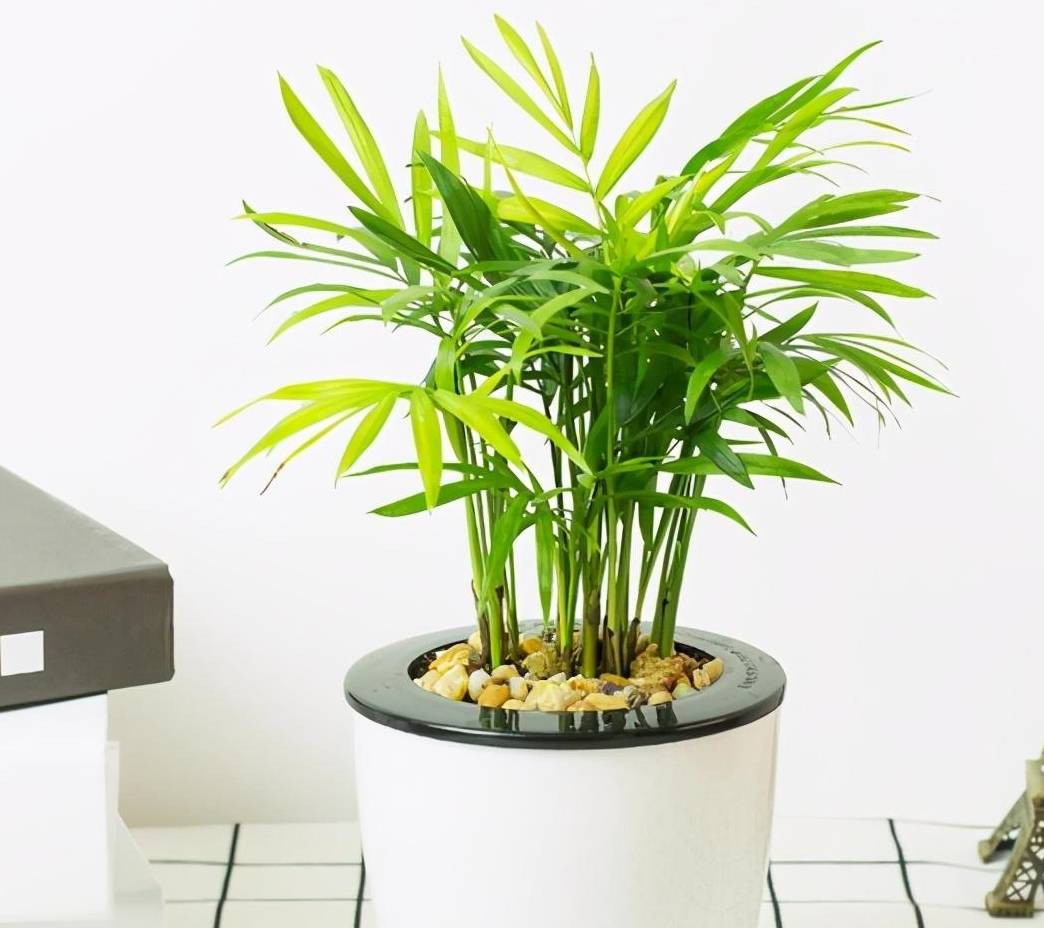 袖珍椰子怎么养,这些养殖方法真合适_土壤_温度_时候