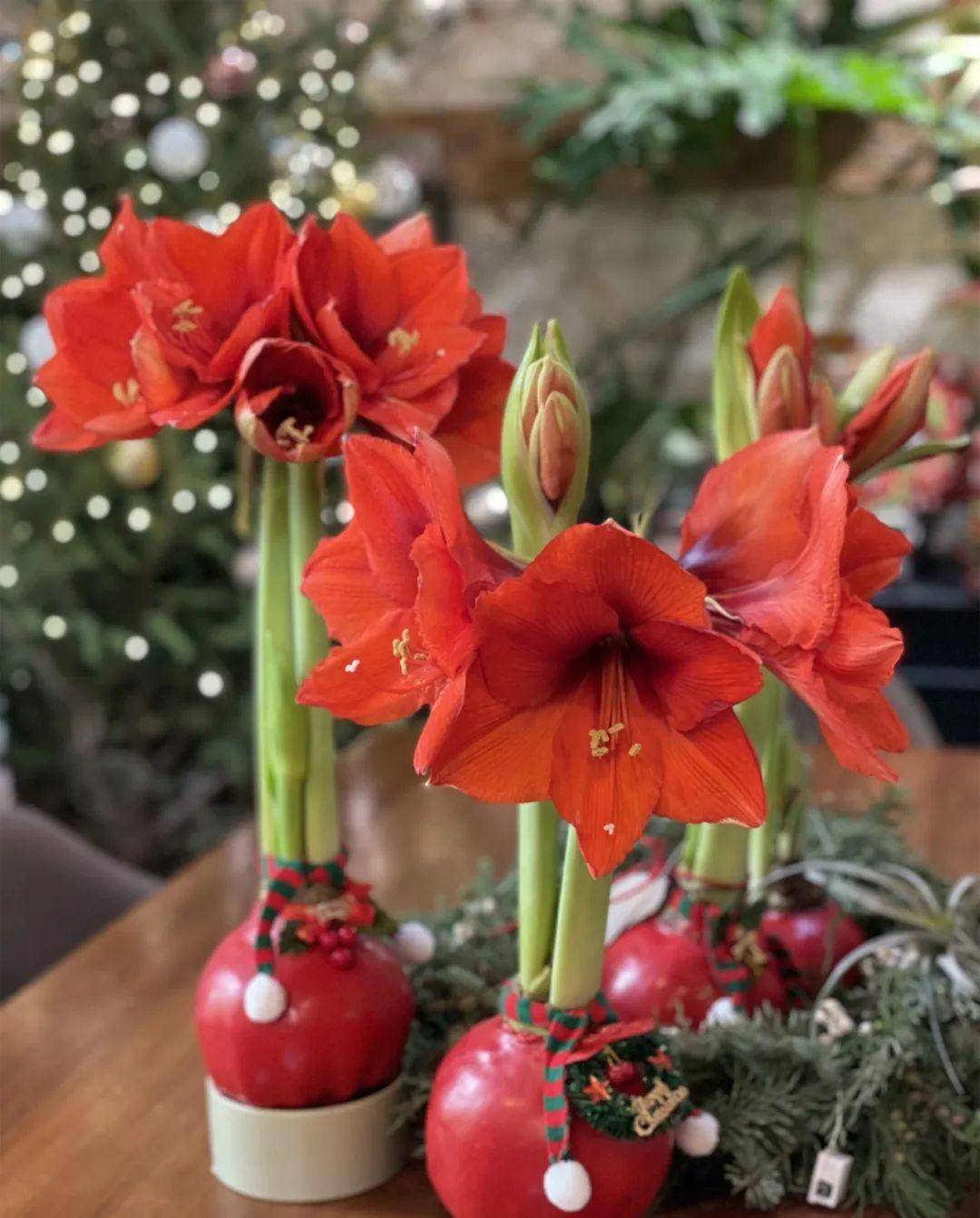 说说网红礼物-蜡封朱顶红 - "花·礼"专题_销售_种球_消费者