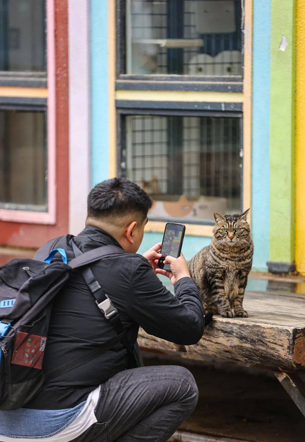 观复博物馆猫阴阳猫_观复博物馆可以摸猫吗_观复猫是什么