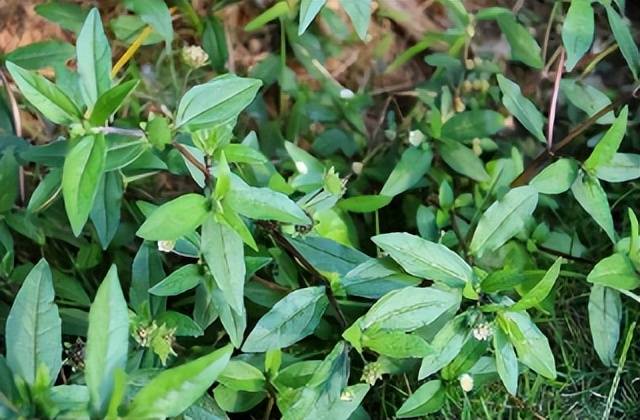 路边这野草,见到别当杂草,人称天然"乌发草",比染发